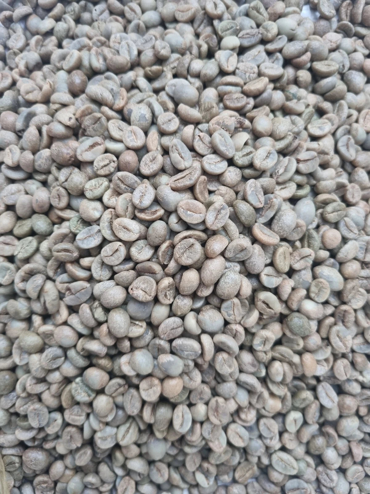 Ugandan Fresh Unroasted Green Arabica AA Coffee Beans