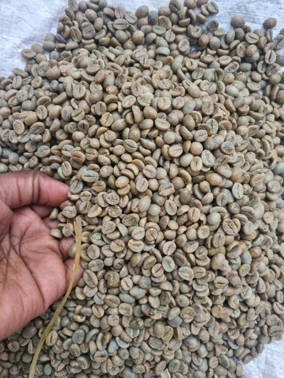 Ugandan Fresh Unroasted Green Arabica AA Coffee Beans